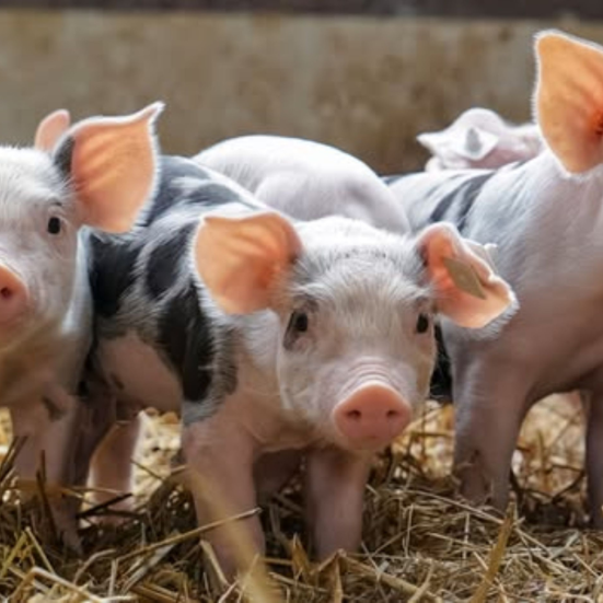 Foto af griseunger