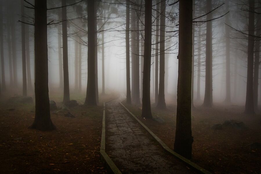 Uhyggelig tåget skov